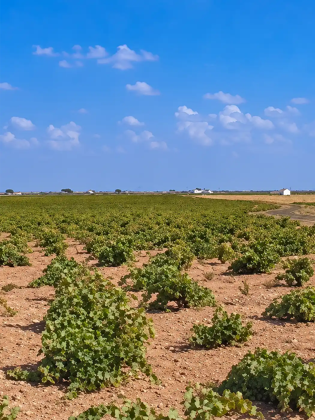 Reihen niedrig wachsender Weinreben auf einem Feld unter strahlend blauem Himmel.
